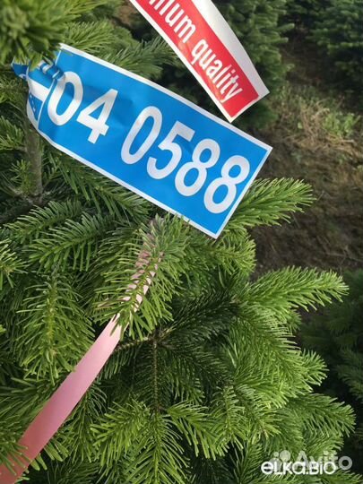 Сосна оптом и в розницу