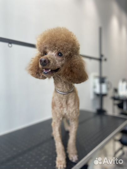 Груминг собак