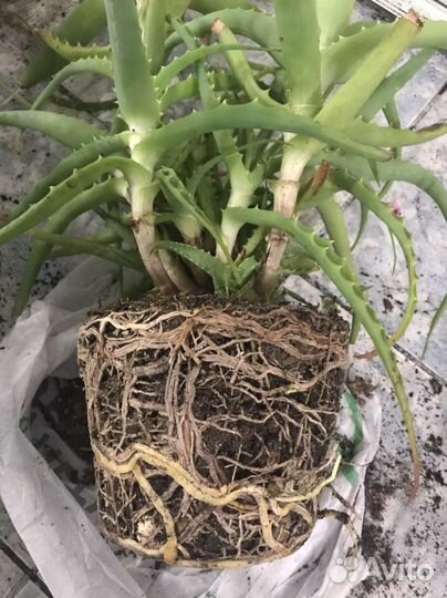 Древовидный алоэ