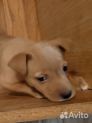 Отдам в добрые руки