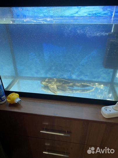 Аквариум 100 литров