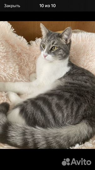 Кошачий хостел