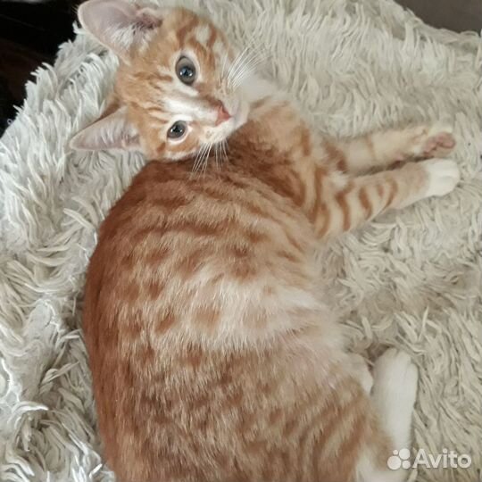Рыжий котенок котик 5 месяцев