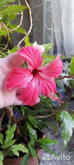 Адениум, гибискус