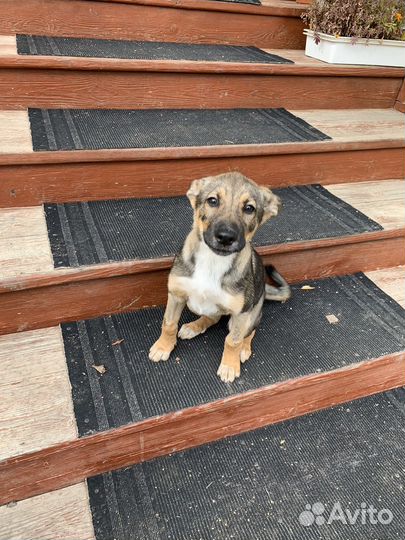 Отдам щенков в добрые руки