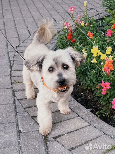 Собака в добрые руки