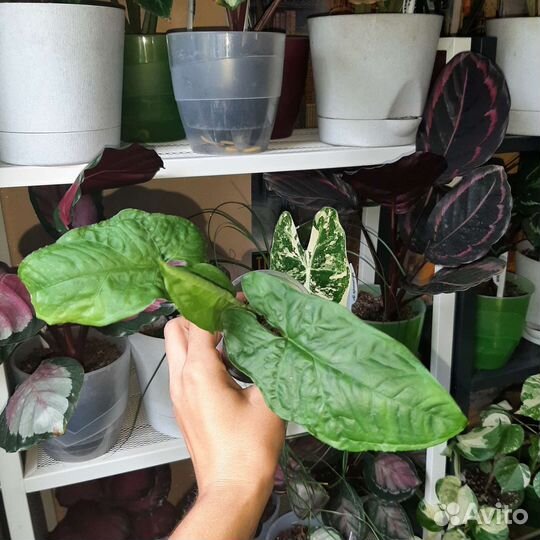 Сингониум, эпипремнум