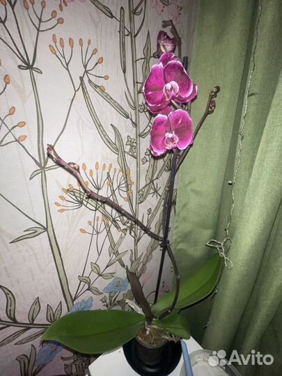 Орхидея фаленопсис каменная роза