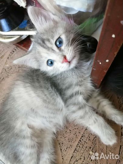 Котята в добрые руки бесплатно