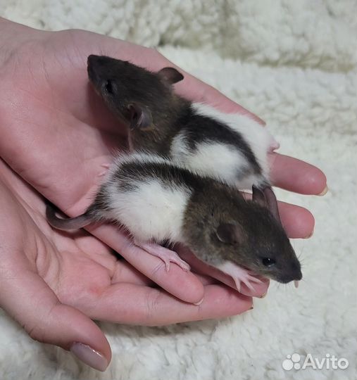 Крыски сестрички ручные