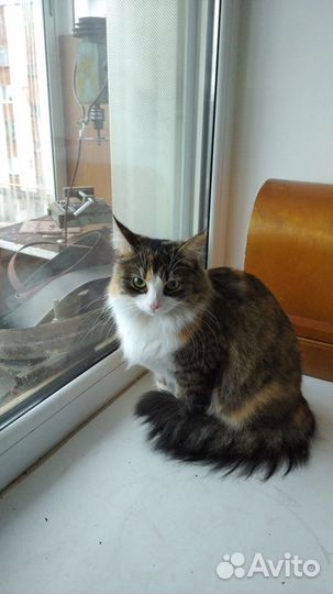 Кошка в дар