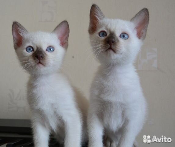 Ненаглядные любимчики-тайцы