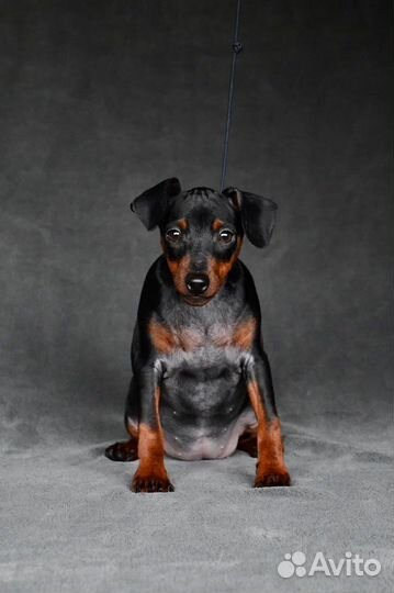 Черно-подпалая зажигалочка