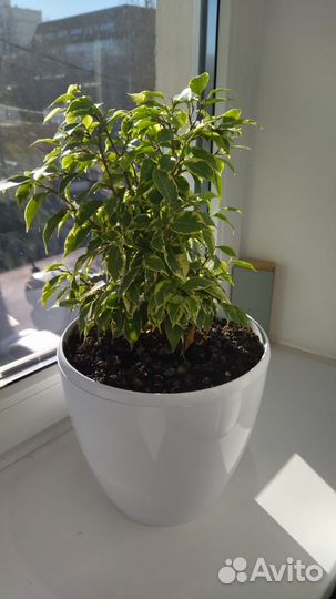 Фикус бенджамина