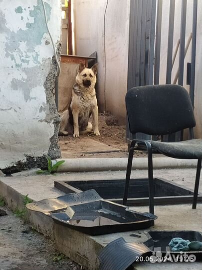 Восточная европейская овчарка