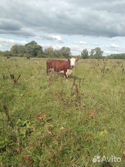 Коров стельных, тёлочек