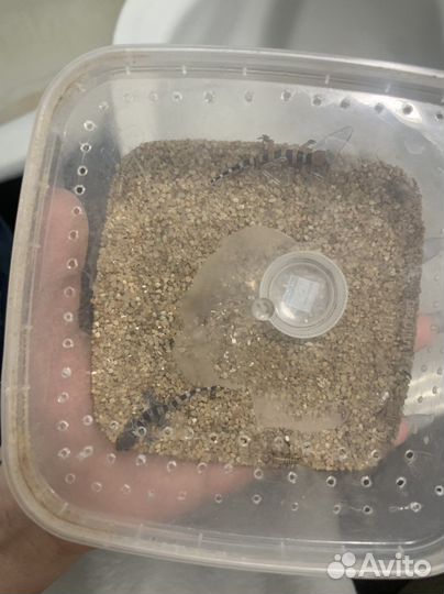 Геккон Полупалый триедурус