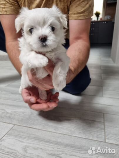 Продаю щенков