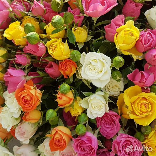 101 роза 31 51 роза Цветы