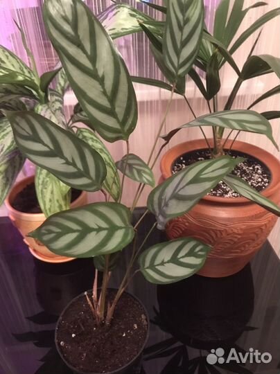 Комнатные цветы