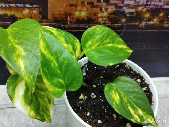 Сциндапсус золотистый