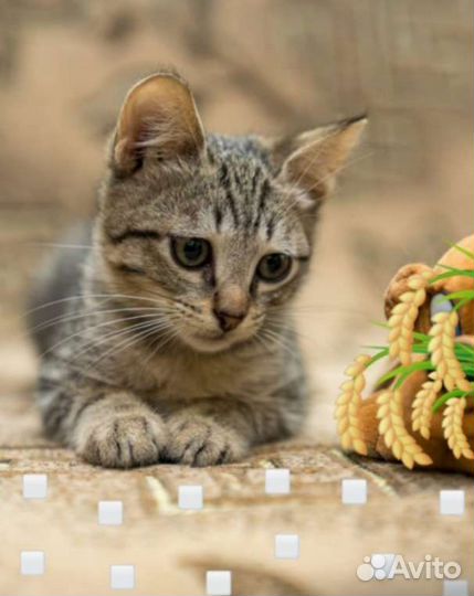 В добрые руки ласковая девочка