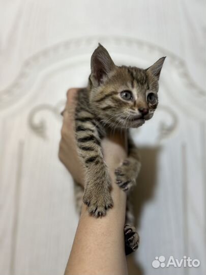 Котята в добрые руки бесплатно