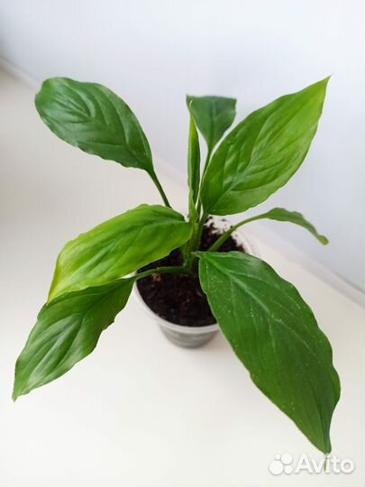 Спатифиллум