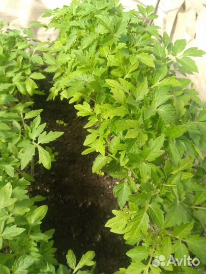 Рассада перцев и помидор