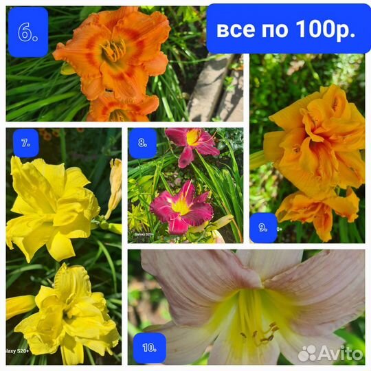 Лилейники, юкка