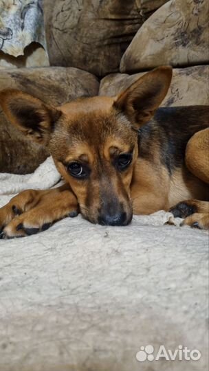 Собака в добрые руки