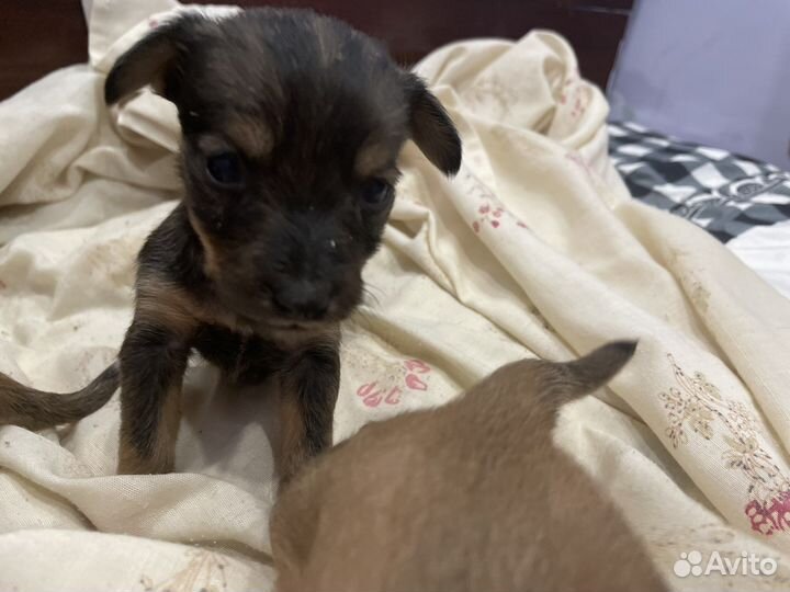 Собака в добрые руки щенок