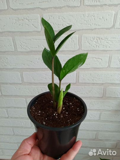 Комнатные растения