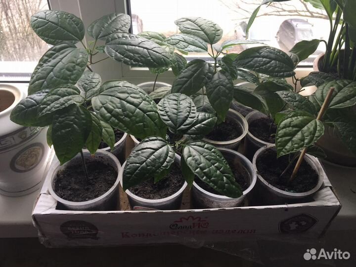 Клеродендрум томпсон