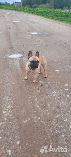 Собаки бесплатно