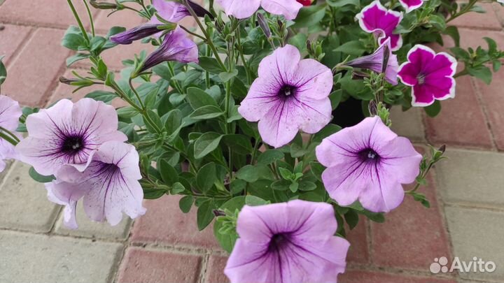 Рассада ампельной петунии