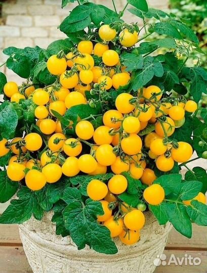 Томат комнатный