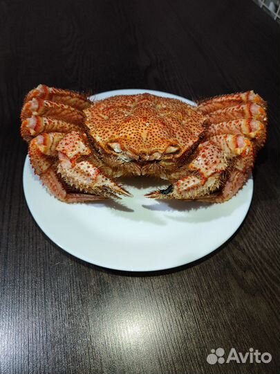 Краб волосатик