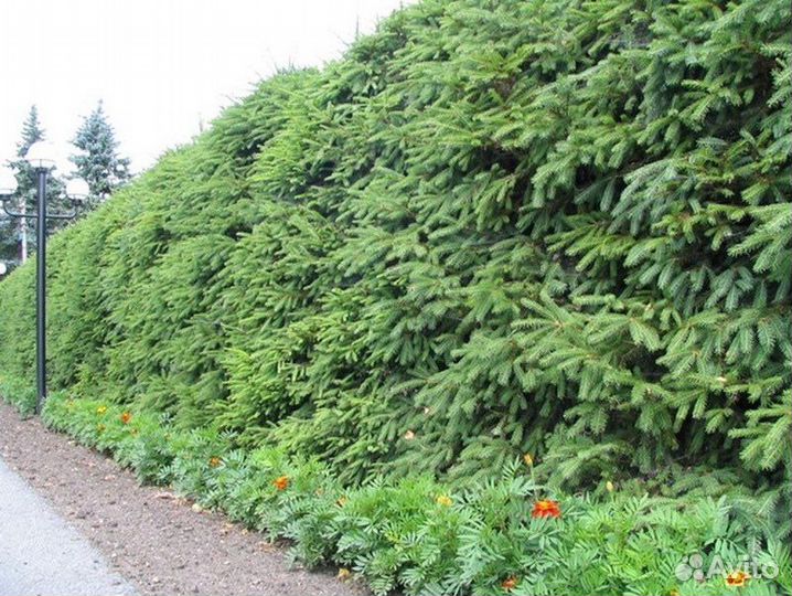 Ель Живая изгородь