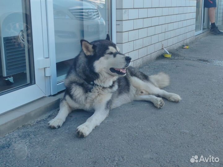 Сибирский хаски