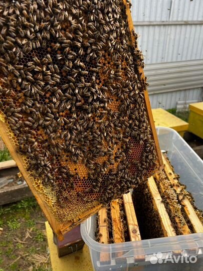 Рамки с сушью для пчел