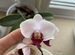 Орхидея мультифлора детка