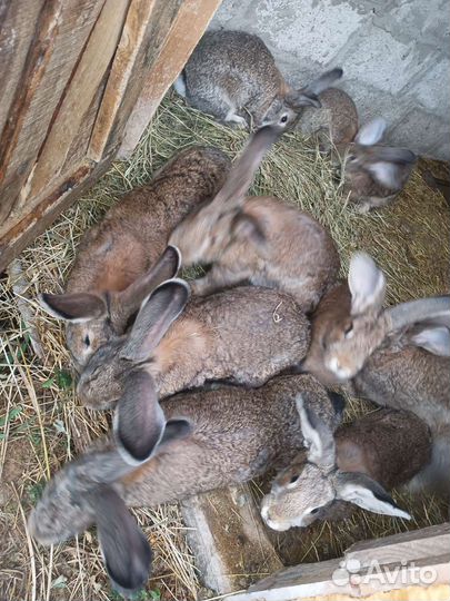 Кролики неизвестной породы