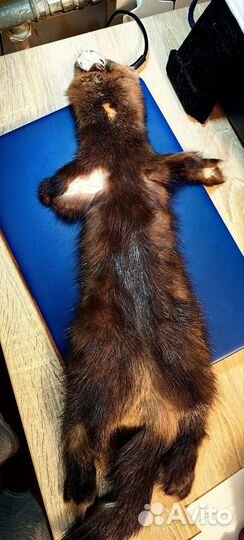 Шкура соболя натуральная