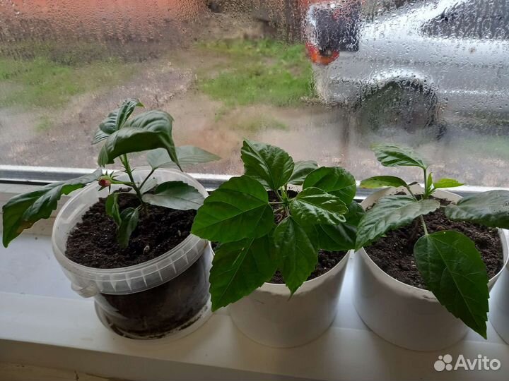 Бесплатно роза китайская