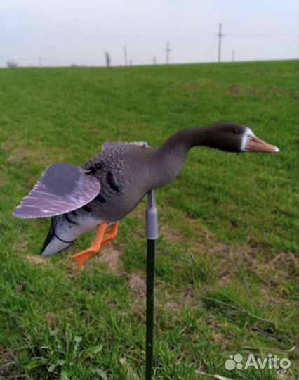 Чучела гусей белолобый 