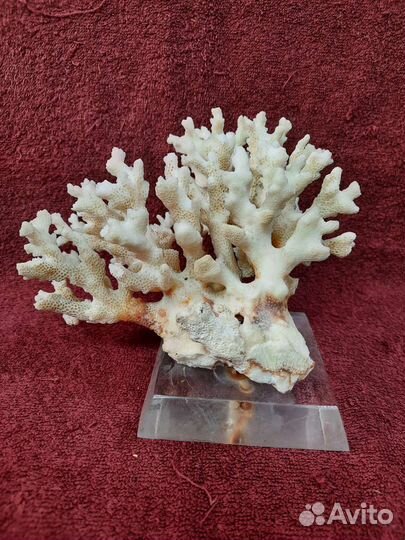 Коралл натуральный. Ветка.на подставке. 1976 год