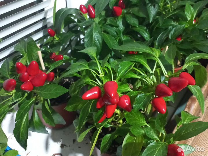 Семена перца острого