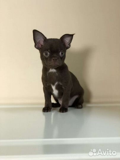 Щенки чихуахуа мальчик гармоничный аккуратный