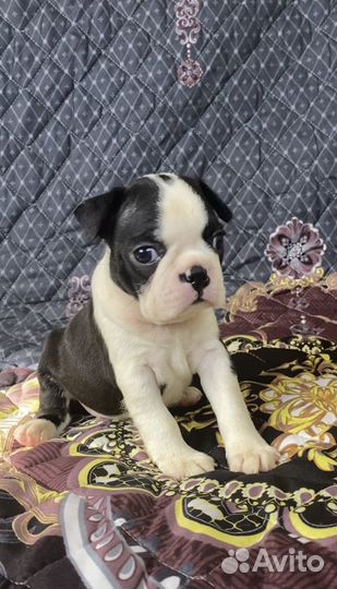 Щенки бостон терьер